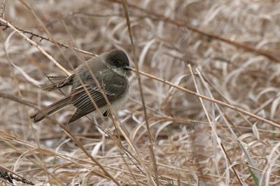 Eastern Phoebe - Winnebago County