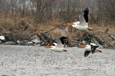 Pelicans - Winnebago County