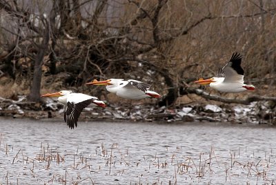 American White Pelicans - Winnebago County