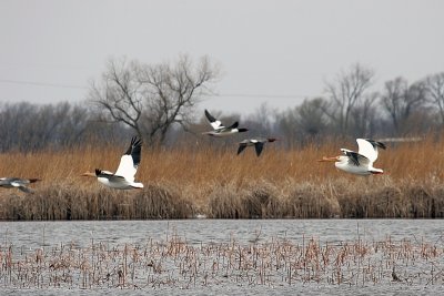 Pelicans & Common Mergansers