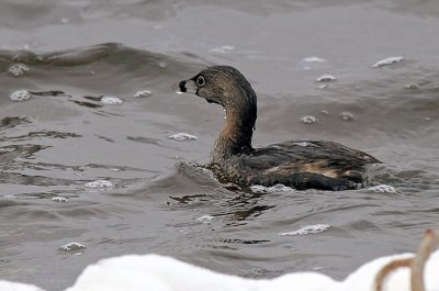 Pied-billed Grebe -  Lake Butte des Morts