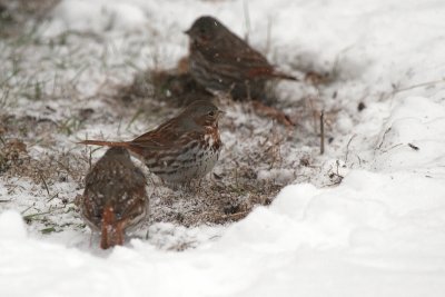 Fox Sparrows fuel up