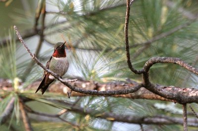 Humming bird