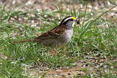White Throated Sparrow 