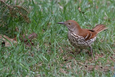 Brown Thrasher