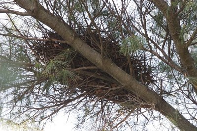 Possible Owl Nest