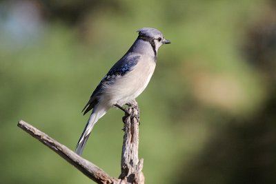 Blue Jay