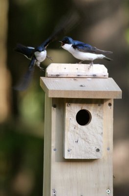 Tree Swallows