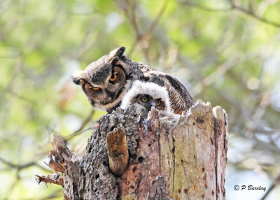 Great Horned Owls