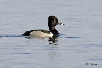 Ring-necked Duck:  SERIES