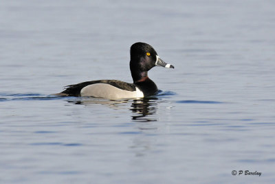 Ring-necked Duck: SERIES