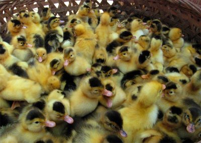 Chicks