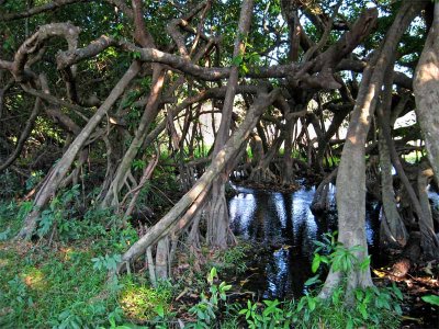 Ficus tree