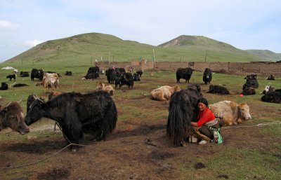 Milking yaks