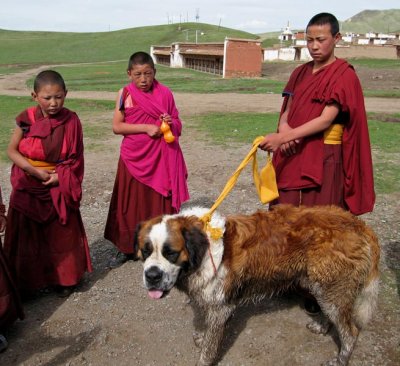 Monks and dog