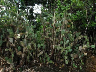 Prickly pears