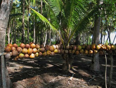 Preparing copra