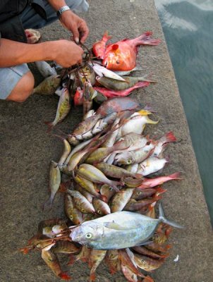 Fish