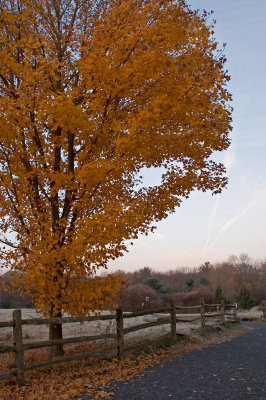 Frosty morning