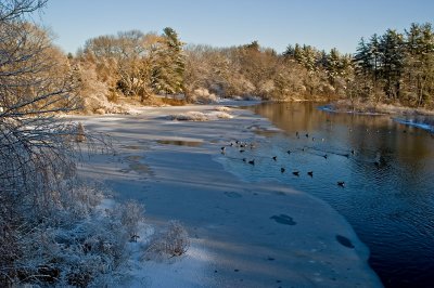 Ice and geese on the Sudbury river