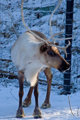 Caribou