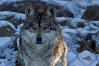 Wolf