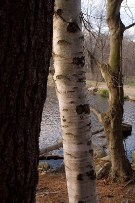Three trees