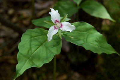 Trillium