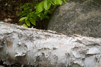 Birch with rock