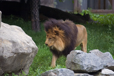 Kalahri Lion