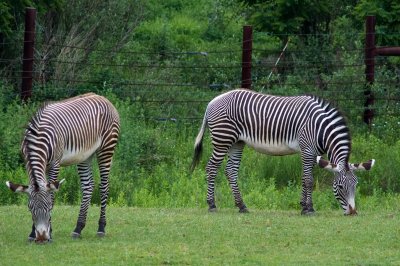 Zebra