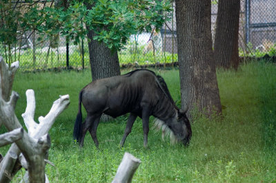 Wildebeast