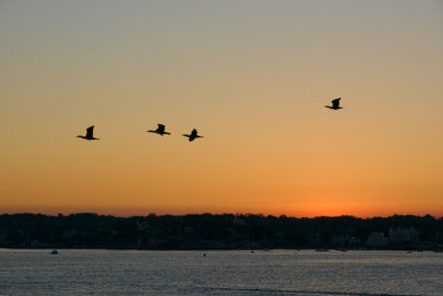 Cormorant flight