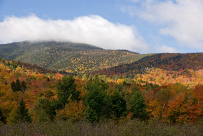 Hillside foliage