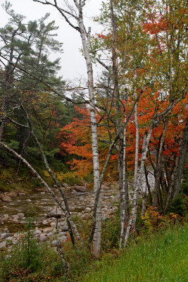 Birches by the Swift