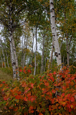 Birch and maple