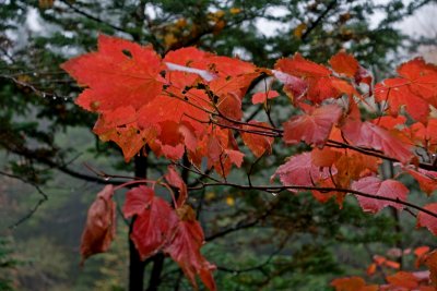 Red leaves in the mist