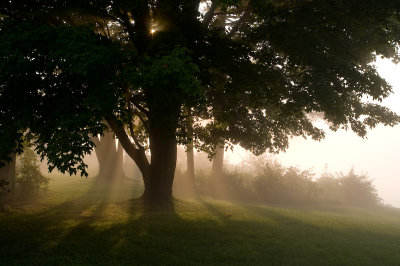 Morning mist