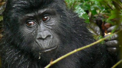 Gorillas 2006
