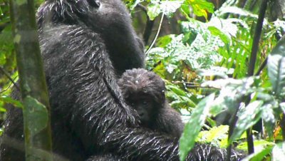 Rushegura group 1 month old baby