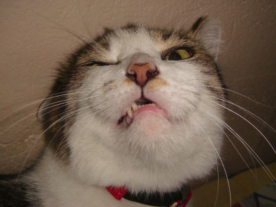 aye... how do you like my pirate's impersonation?