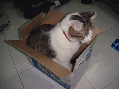 kitty in a box