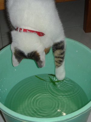 is it edible...?