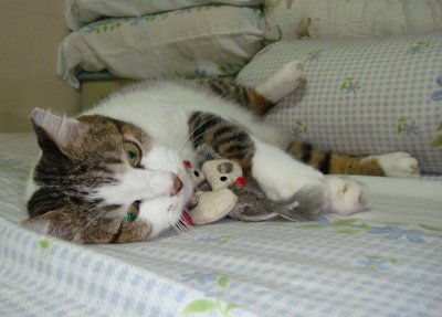 gotcha!