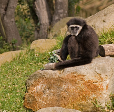 Gibbon2.jpg