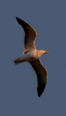 Gull2.jpg