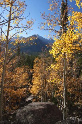 Longs Peak Thru The Aspens