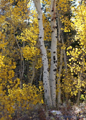 20071005-fallcolors 006.JPG