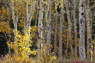 20071005-fallcolors 011.JPG