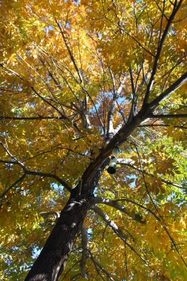 20071005-fallcolors 014.JPG